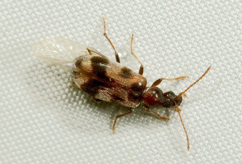 Anthicidae: Notoxus brachycerus